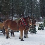 Lowman ID sleigh rides